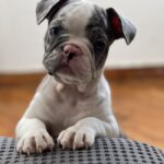 French Bulldog Merle Puppy